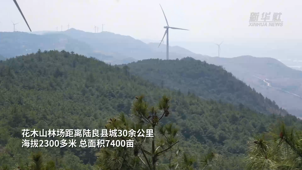 一对林场夫妻26年的“绿色坚守”
